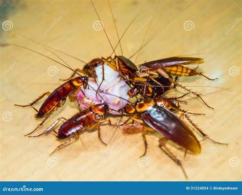 Cockroach Eat The Fruit Stock Images - Image: 31224054