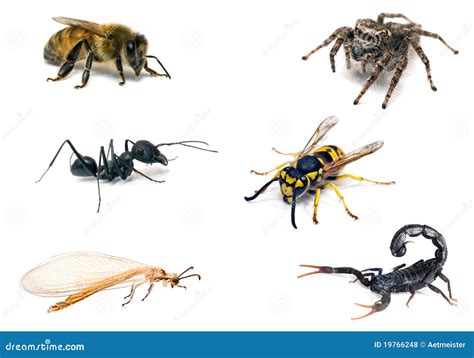 Set Insects Isolated on White Stock Photo - Image of insect, black ...