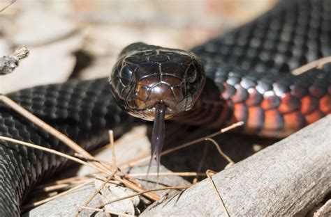 Belly Black Snake