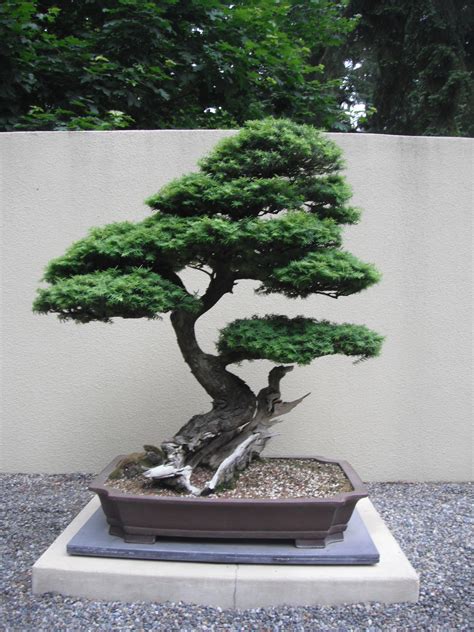 Great Hemlock Tree Bonsai In The Year 2023 Don T Miss Out Earthysai