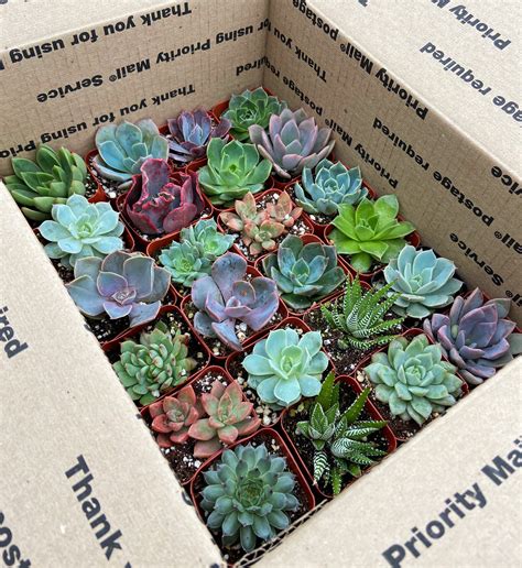 Assortment Of 9 Live Succulent Plants Hand Selected Variety Etsy