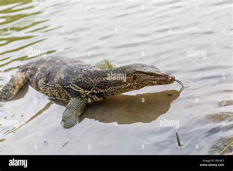 Varanus Salvator Commonly Known As Water Monitor Or Common Water