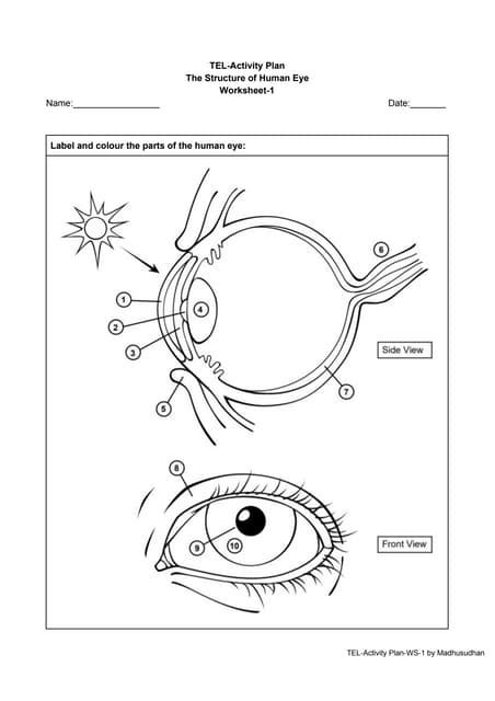 Tel Activity Plan Human Eye Worksheet1 Pdf Worksheets Library