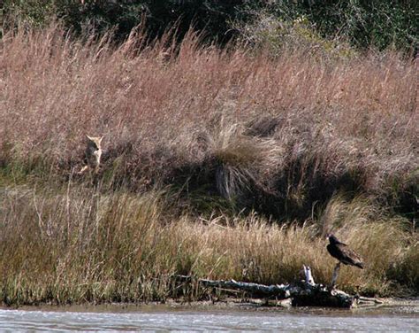 Aransas National Wildlife Refuge Photo