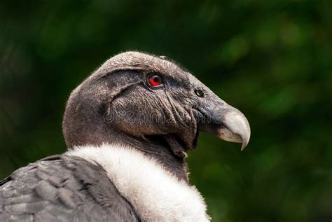 The Andean Condor Vultur Gryphus Stock Photo - Image of vulture, name ...