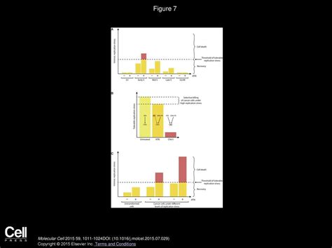 Distinct But Concerted Roles Of Atr Dna Pk And Chk In Countering