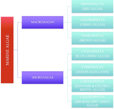 Classification Of Marine Algae—adapted From Richmond And Radesandratana