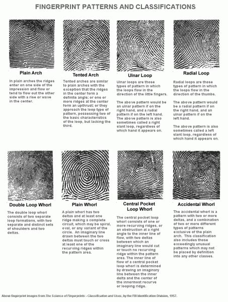 Pic Of Fingerprint Patterns And Classifications | Car Wiring Diagram