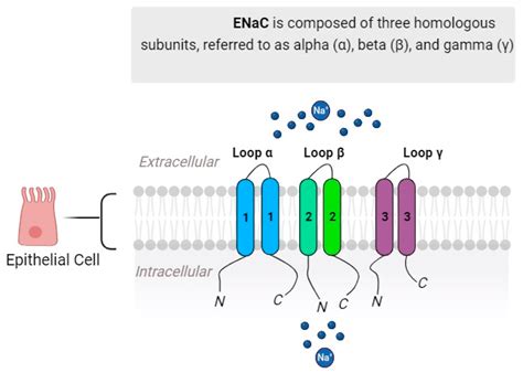 Proteolytic Activation Of The Epithelial Sodium Channel Encyclopedia MDPI