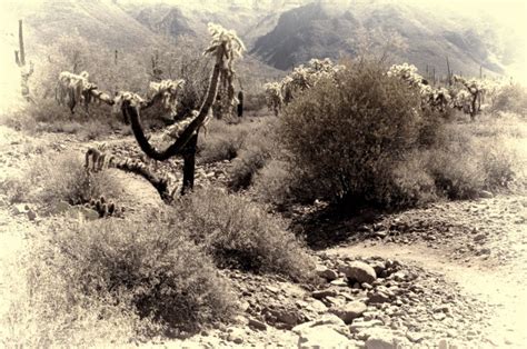 Desert Cacti Free Stock Photo - Public Domain Pictures