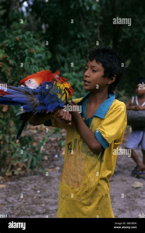 BRAZIL, AMAZON RIVER, NEAR ALTER DO CHAO, LOCAL CABOCOLO BOY WITH ...