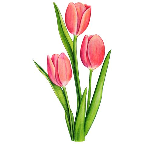 Acuarela Mano Dibujado Vistoso Tulip N Png