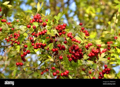 Hawthorn Stock Photo Alamy