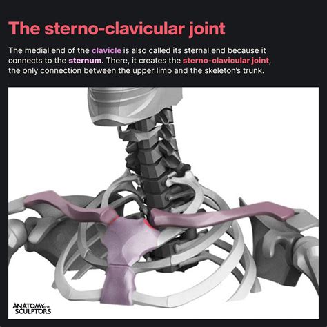 Anatomy For Sculptors - The sterno-clavicular joint