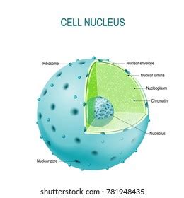 Nucleus Diagram