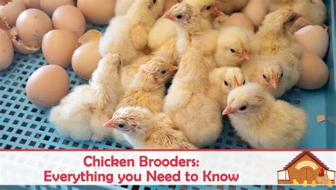 What Is A Chicken Brooders Everything You Need To Know The Happy