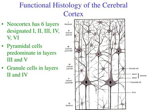 Cerebral Cortex Histology Layers