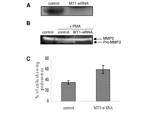 Mt1 Mmp Is Essential For Matrix Degradation A Inhibition Of Mt1 Mmp