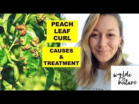 Peach Leaf Curl Organic Treatment Feat Wylde By Nature YouTube