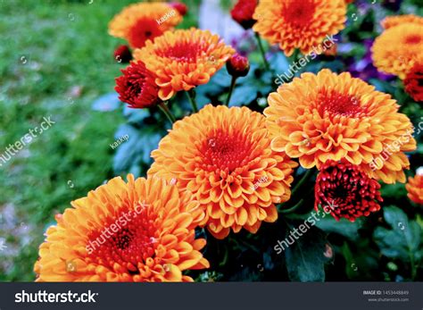 Closeup Marigold Flowers Marigolds Genus Annual Stock Photo 1453448849