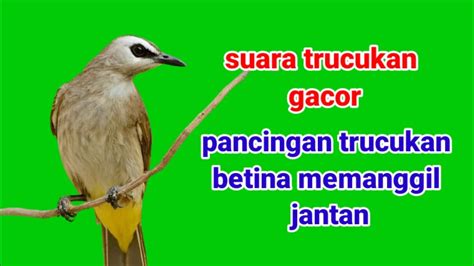 Pancingan Trucukan Gacor Emosi Manggil Manggil Lawan Youtube