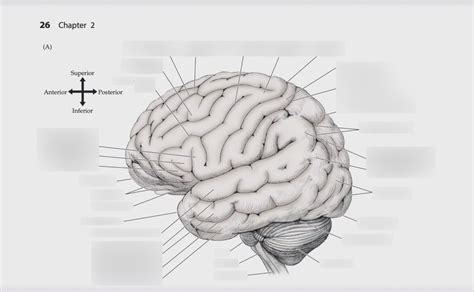 Neuroanatomy Part Diagram Quizlet