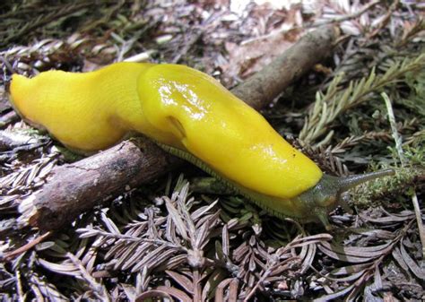 Banana Slug | Animals