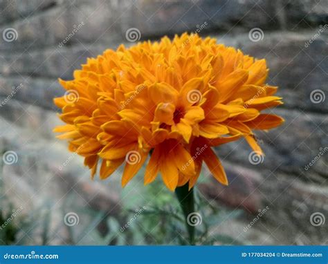 A Beautiful Yellow Marigold Flower With Wall Background Wallpaper