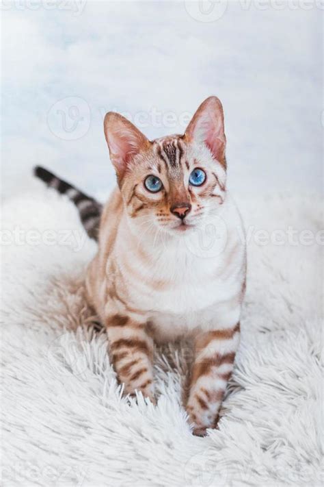 Bengal Cat With Blue Eyes Is Sitting On White Soft Fluffy Plaid