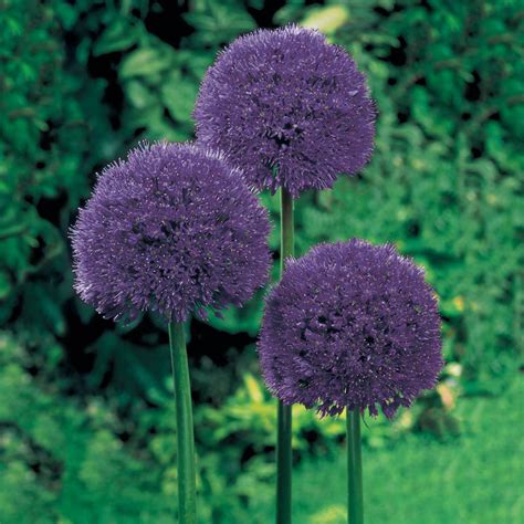 Persian Blue Allium Purple Sensation Allium Breck S