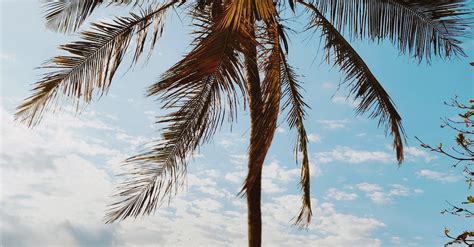 Tropical Palm Tree on Beach Resort · Free Stock Photo