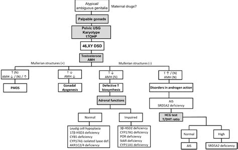 Etx Pediatric Ch24 Fig9 Endotext