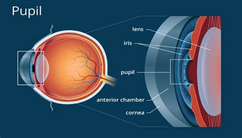 Pengertian Pupil Fungsi Dan Kelainan Pada Pupil Mata Lengkap