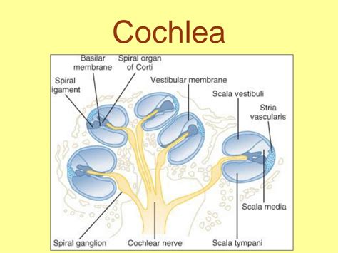 Solution Functions Of The Inner Ear Studypool