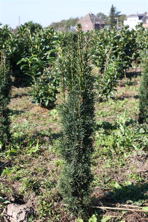 S Uleneibe Taxus Baccata Fastigiata Robusta Pflanzenhof Moosheide