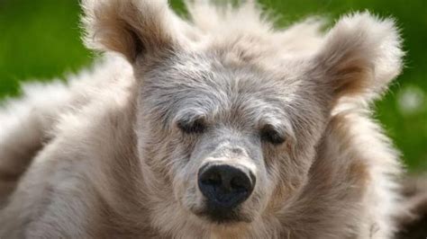 Le Moment Mouvant O Un Ours Se R Veille De Son Hibernation Devient