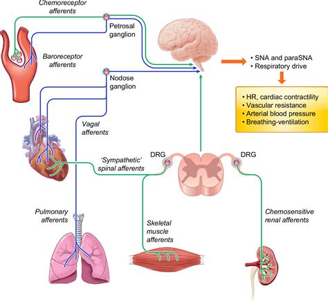 Carotid Body Chemoreceptors Physiology Pathology And Implications