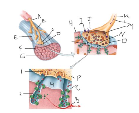 Neuromuscular Junction Nmj Flashcards Quizlet