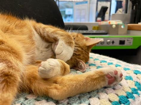 George The Stourbridge Junction Station Cat On Twitter Cats Good