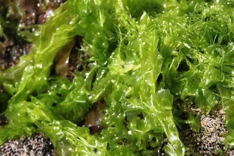 Sea Lettuce Seaweed Seaspicegirls Flickr