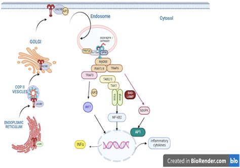 Cells Free Full Text Tlr9 And Glioma Friends Or Foes