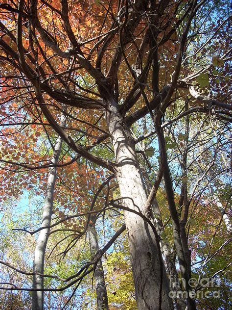 Dead Cedar Photograph By Beebe Barksdale Bruner