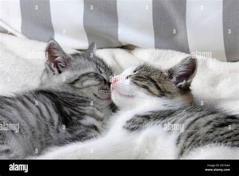 Domestic cat. Two kittens cuddling together while sleeping. Germany Stock Photo - Alamy