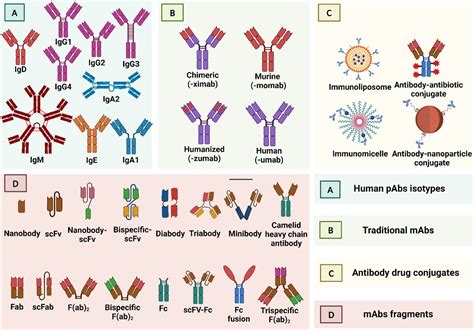 Exploring the current development and applications of monoclonal antibodies