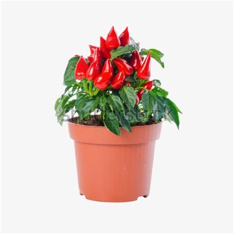 Chilli Pepper | Chilli Plant | Vegetable Plant | Outdoor Plant ...