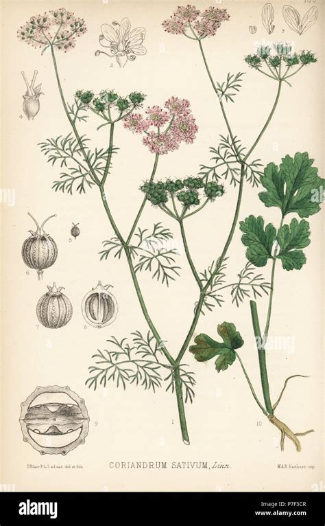 Coriander, Coriandrum sativum. Handcoloured lithograph by Hanhart after ...