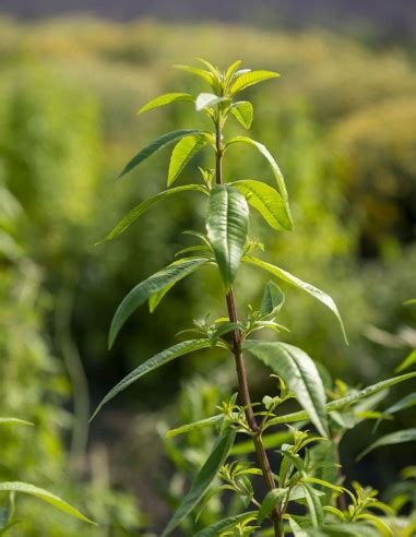 Hydrolat De Verveine Bio Artisanat Fran Ais Ml Un Mas En Provence