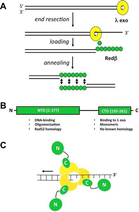 Model For Phage Red Recombination A Overview Of The Activities Of