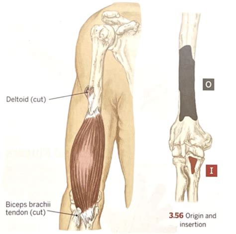 Muscles And Movements Of The Forearm And Hand Flashcards Quizlet