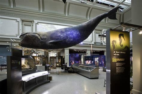 Smithsonian Insider 100 Years Of Whales Smithsonian Smithsonian